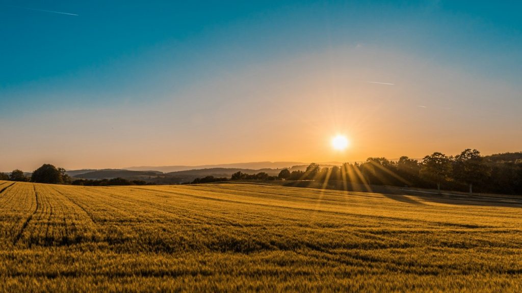 Green agricultural fields under natural daylight